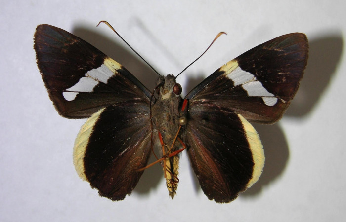 Figura 9. Adulto de <i>Orses cynisca</i></i> (Hesperiidae), hembra vista ventral, localidad Estación Biológica Pitilla Sector Pitilla ACG (675m). Voucher: 07-SRNP-30426-DHJ369879.jpg.