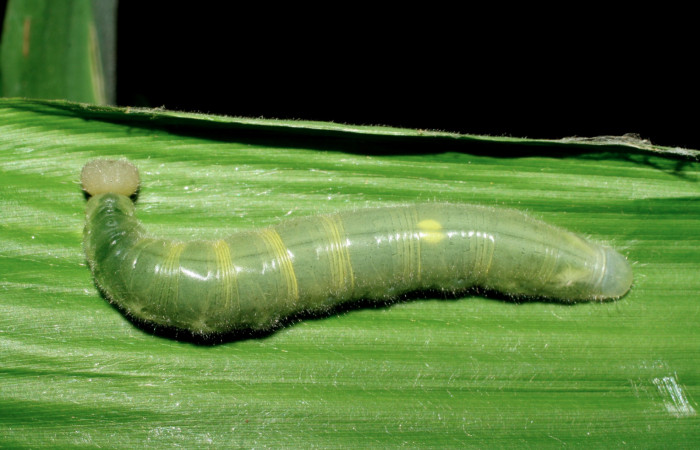 Figura 5. Larva <i>Orses cynisca</i></i> (Hesperiidae), último estadío (U) vista dorsal, localidad Sendero Melon Sector Mundo Nuevo ACG (361m). Voucher: 07-SRNP-57893-DHJ428568.jpg.