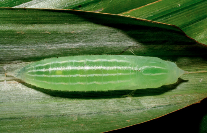 Figura 7. Pupa de <i>Orses cynisca</i></i> (Hesperiidae), vista dorsal, localidad Estación Biológica Pitilla Sector Pitilla ACG (675m). Voucher: 08-SRNP-30724-DHJ438661.jpg.