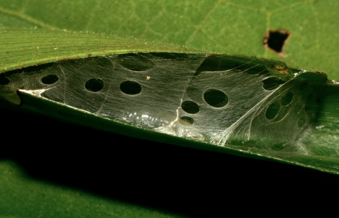 Figura 2. Vista casita de <i>Orses cynisca</i></i> (Hesperiidae), localidad Sendero Orosilito Sector Pitilla ACG (900m). Voucher: 09-SRNP-30281-DHJ458035.jpg.