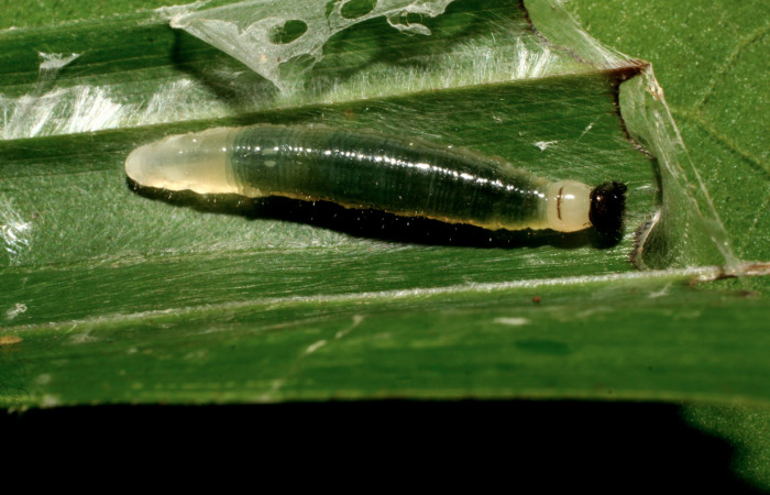 Figura 3. Larva <i>Orses cynisca</i></i> (Hesperiidae), tercer estadío (PPU) vista dorsal, localidad Sendero Orosilito Sector Pitilla ACG (900m). Voucher: 09-SRNP-30281-DHJ458037.jpg.