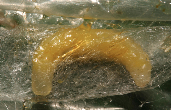 Figura 12. Capullo de parásito <i>Creagrura nigripes</i></i> (Ichneumonidae) que ataca <i>Orses cynisca</i></i> (Hesperiidae), localidad Pasmompa Sector Pitilla ACG (440m). Voucher: 12-SRNP-30469-DHJ485259.jpg.