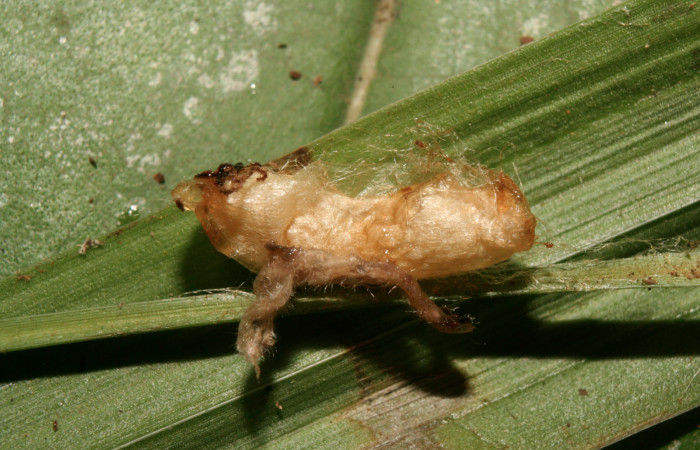 Figura 13. Capullo de parásito <i>Creagrura nigripes</i></i> (Ichneumonidae) que ataca <i>Orses cynisca</i></i> (Hesperiidae), localidad Gazo Sector Pitilla ACG (485m). Voucher: 14-SRNP-70620-DHJ722547.jpg.