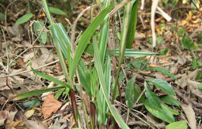 Figura 14. Planta hospedera de <i>Orses cynisca</i></i> (Hesperiidae), esta planta se llama <i>Scleria latifolia</i></i> (Cyperaceae), localidad Sendero Manguera Estación Biológica Quica Sector Pitilla ACG (470m).