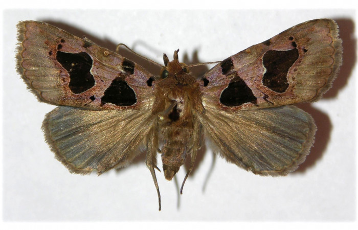 Figura 7. Adulto de <i>Athyrma adjutrix</i></i> (Erebidae), vista dorsal, localidad Ingas Sector Pitilla ACG (580m). Voucher: 05-SRNP-31344-DHJ312968.jpg.