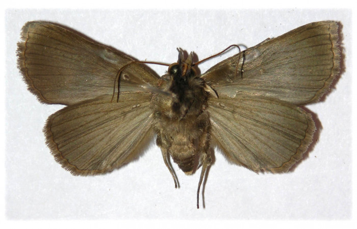 Figura 8. Adulto de <i>Athyrma adjutrix</i></i> (Erebidae), vista ventral, localidad Ingas Sector Pitilla ACG (580m). Voucher: 05-SRNP-31344-DHJ312969.jpg.