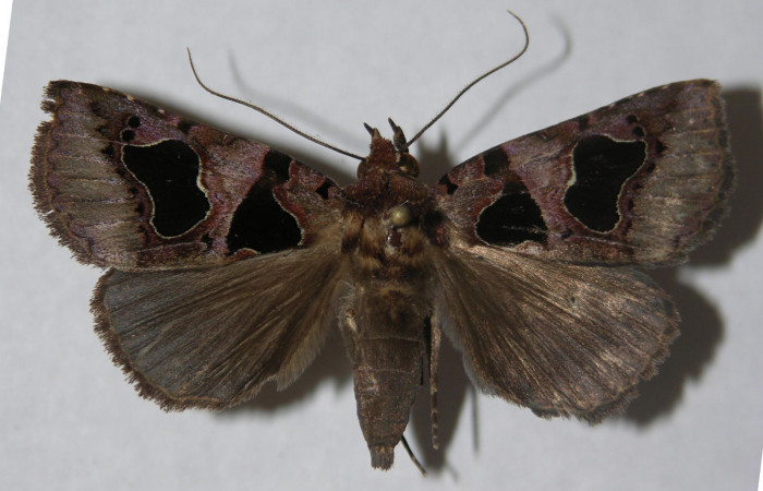 Figura 9. Adulto de <i>Athyrma adjutrix</i></i> (Erebidae), vista dorsal, localidad Pasmompa Sector Pitilla ACG (440m). Voucher: 13-SRNP-30819-DHJ597372.jpg.
