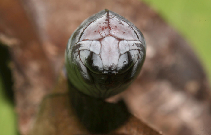 Figura 6. Pupa de <i>Athyrma adjutrix</i></i> (Erebidae), vista frontal, localidad Pasmompa Sector Pitilla ACG (440m). Voucher: 13-SRNP-30819-DHJ701146.jpg.
