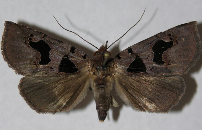 Figura 17. Adulto de <i>Athyrma</i></i> Poole01 (Erebidae), vista dorsal, localidad Medrano Estación Quica Sector Pitilla ACG (380m). Voucher: 14-SRNP-70385-DHJ598156.jpg.