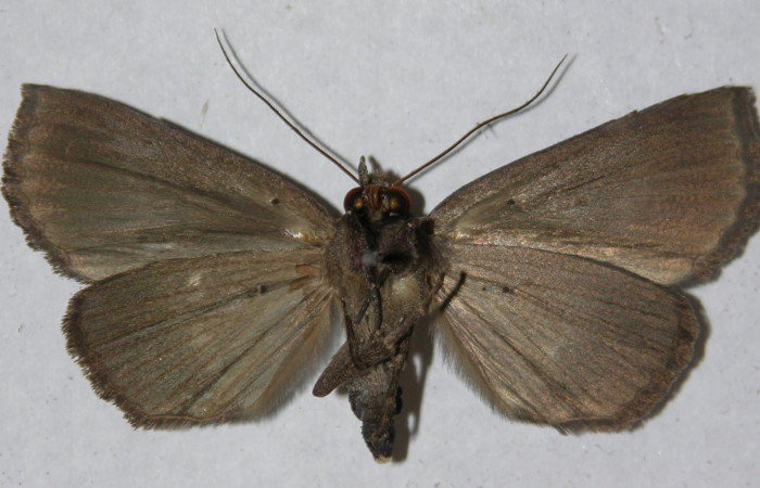 Figura 18. Adulto de <i>Athyrma</i></i> Poole01 (Erebidae), vista ventral, localidad Medrano Estación Quica Sector Pitilla ACG (380m). Voucher: 14-SRNP-70385-DHJ598157.jpg.