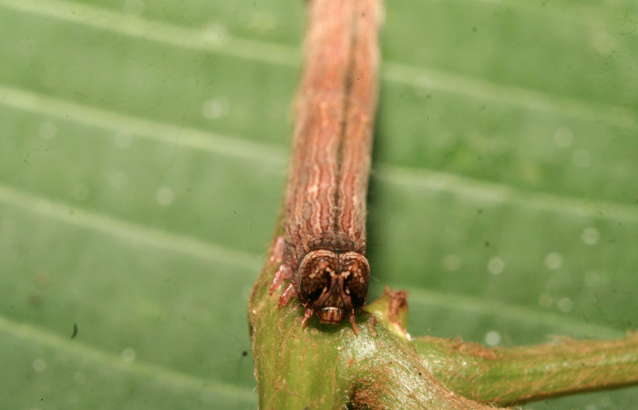 Figura 16. Larva <i>Athyrma</i></i> Poole01 (Erebidae), penúltimo estadío (PU) vista frontal, localidad Medrano Estación Quica Sector Pitilla ACG (380m). Voucher: 14-SRNP-70385-DHJ722152.jpg.