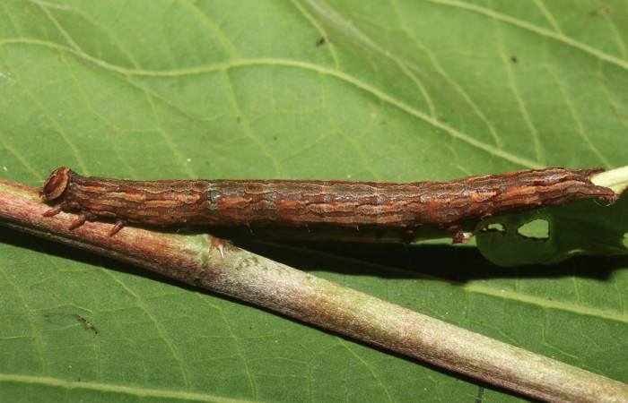 Figura 11. Larva <i>Athyrma ganglio</i></i> (Erebidae), último estadío (U) vista lateral, localidad Sendero Manguera Estación Quica Sector Pitilla ACG (470m). Voucher: 17-SRNP-71447-DHJ738081.jpg.