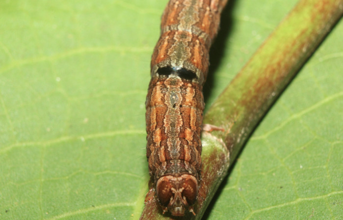 Figura 12. Larva <i>Athyrma ganglio</i></i> (Erebidae), último estadío (U) vista frontal, localidad Sendero Manguera Estación Quica Sector Pitilla ACG (470m). Voucher: 17-SRNP-71447-DHJ738086.jpg.