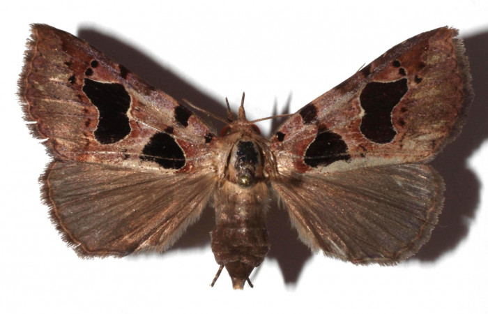 Figura 13. Adulto de <i>Athyrma ganglio</i></i> (Erebidae), vista dorsal, localidad Sendero Manguera Estación Quica Sector Pitilla ACG (470m). Voucher: 17-SRNP-71447-DHJ931884.jpg.