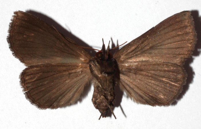 Figura 14. Adulto de <i>Athyrma ganglio</i></i> (Erebidae), vista ventral, localidad Sendero Manguera Estación Quica Sector Pitilla ACG (470m). Voucher: 17-SRNP-71447-DHJ931885.jpg.