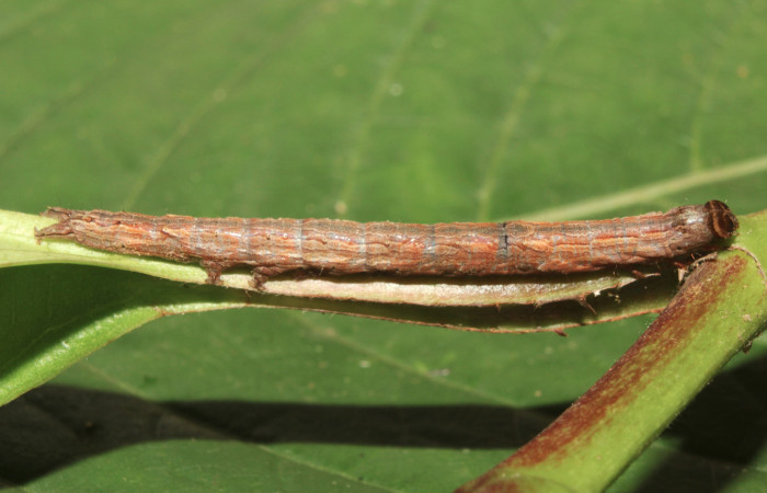 Figura 2. Larva <i>Athyrma adjutrix</i></i> (Erebidae), penúltimo estadío (PU) vista lateral, localidad Sendero Manguera Estación Quica Sector Pitilla ACG (470m). Voucher: 18-SRNP-70403-DHJ741757.jpg.