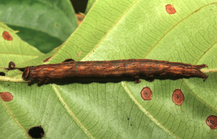Figura 3. Larva <i>Athyrma adjutrix</i></i> (Erebidae), último estadío (U) vista dorsal, localidad Sendero Manguera Estación Quica Sector Pitilla ACG (470m). Voucher: 18-SRNP-70403-DHJ741791.jpg.