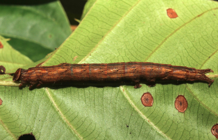 Figura 1. Larva <i>Athyrma adjutrix</i></i> (Erebidae), último estadío (U) vista lateral, localidad Sendero Manguera Estación Quica Sector Pitilla ACG (470m). Voucher: 18-SRNP-70403-DHJ741793.jpg.