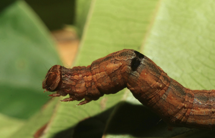 Figura 4. Larva <i>Athyrma adjutrix</i></i> (Erebidae), último estadío (U) vista lateral, localidad Sendero Manguera Estación Quica Sector Pitilla ACG (470m). Voucher: 18-SRNP-70403-DHJ741795.jpg.