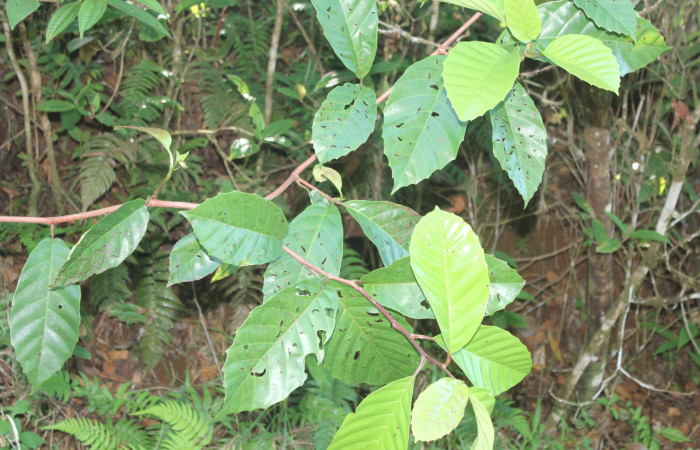 Figura 19. Planta hospedera de <i>Athyrma adjutrix</i></i> (Erebidae), esta planta se llama <i>Doliocarpus multiflorus</i></i> (Dilleniaceae), localidad Estación Quica Sector Pitilla ACG (470m), foto: Ricardo Calero 19 Marzo 2020.