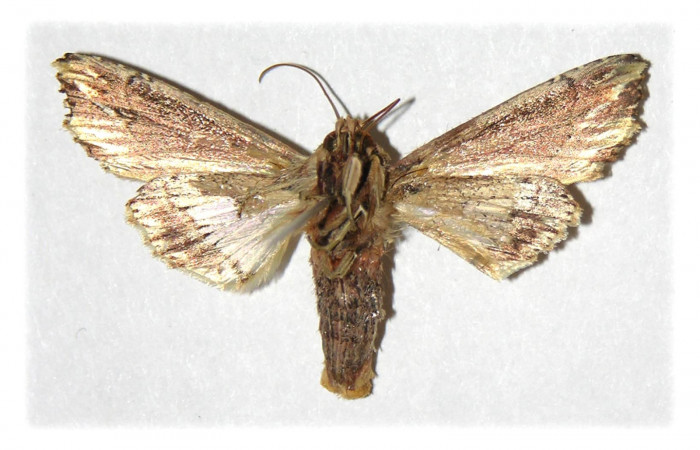 Figura 10. Adulto de <i>Heterodelta nea</i></i> (Noctuidae), vista ventral, localidad Anonas  Sector Rincon Rain Forest ACG (405m). Voucher: 05-SRNP-40281-DHJ314909.jpg.