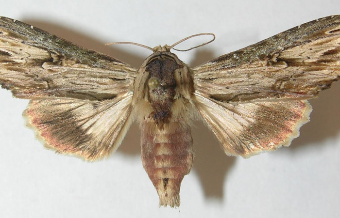 Figura 1. Adulto de <i>Heterodelta nea</i></i> (Noctuidae), vista dorsal, localidad Estación Llanura Sector Rincon Rain Forest ACG (135m). Voucher: 10-SRNP-75379-DHJ539016.jpg.