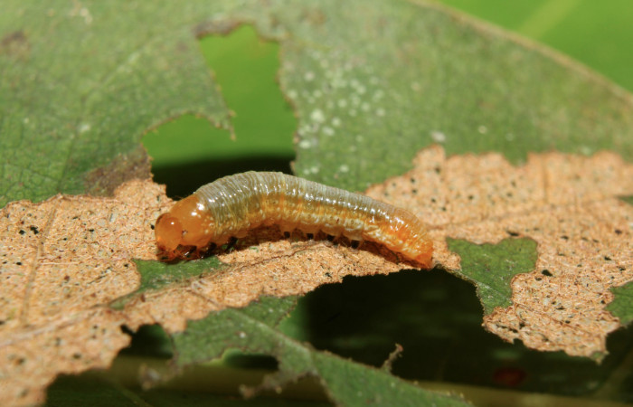 Figura 2. Larva <i>Heterodelta nea</i></i> (Noctuidae), segunto estadío (ll) vista lateral, localidad Medrano Estación Quica, Sector Pitilla ACG (380m). Voucher: 19-SRNP-70489-DHJ750760.jpg.