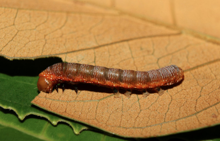 Figura 3. Larva <i>Heterodelta nea</i></i> (Noctuidae), tercer estadío (PPU) vista lateral, localidad Medrano Estación Quica, Sector Pitilla ACG (380m). Voucher: 19-SRNP-70489-DHJ750766.jpg.