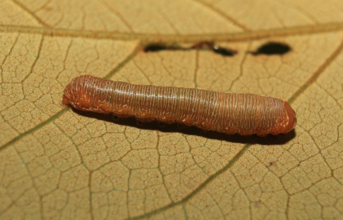 Figura 4. Larva <i>Heterodelta nea</i></i> (Noctuidae), en penúltimo estadío (PU), vista dorsal, localidad Medrano Estación Quica, Sector Pitilla ACG (380m). Voucher: 20-SRNP-70136-DHJ752531.jpg.