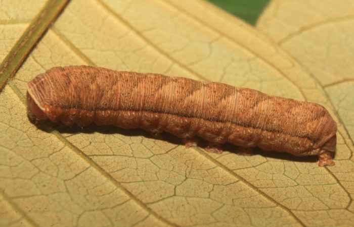 Figura 5. Larva <i>Heterodelta nea</i></i> (Noctuidae), en último estadío (U), vista lateral, localidad Medrano Estación Quica, Sector Pitilla ACG (380m). Voucher: 20-SRNP-70136-DHJ752541.jpg.