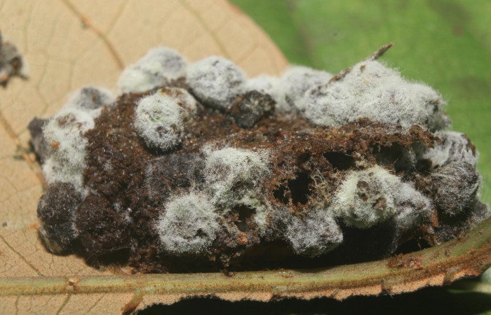 Figura 6. Capullo de <i>Heterodelta nea</i></i> (Noctuidae), vista lateral, localidad Medrano Estación Quica, Sector Pitilla ACG (380m). Voucher: 20-SRNP-70136-DHJ752543.jpg.