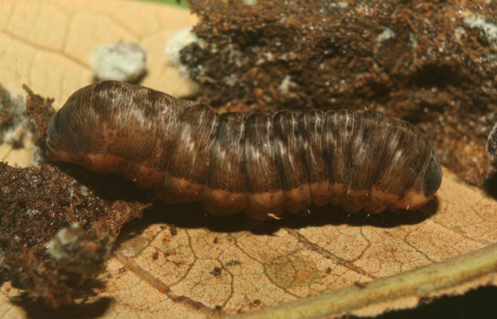 Figura 7. Prepupa de <i>Heterodelta nea</i></i> (Noctuidae), vista lateral, localidad Medrano Estación Quica, Sector Pitilla ACG (380m). Voucher: 20-SRNP-70136-DHJ752548.jpg.