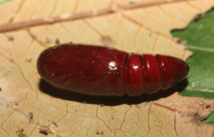 Figura 8. Pupa de <i>Heterodelta nea</i></i> (Noctuidae), vista lateral, localidad Medrano Estación Quica, Sector Pitilla ACG (380m). Voucher: 20-SRNP-70136-DHJ752551.jpg.