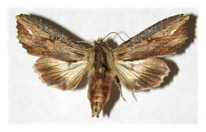 Figura 11. Adulto de <i>Heterodelta nea</i></i> (Noctuidae), vista dorsal, localidad Bosque Humedo  Sector Santa Rosa ACG (290m). Voucher: 93-SRNP-1579-DHJ314904.jpg.