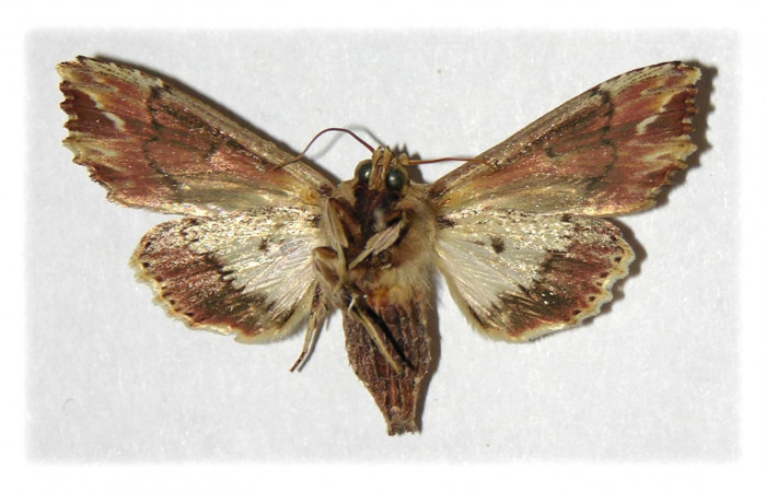 Figura 12. Adulto de <i>Heterodelta nea</i></i> (Noctuidae), vista ventral, localidad Bosque Humedo  Sector Santa Rosa ACG (290m). Voucher: 93-SRNP-1579-DHJ314905.jpg.