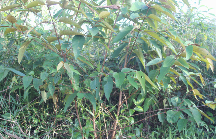 Figura 12. Planta hospedera de <i>Heterodelta nea</i></i> (Noctuidae), planta llamada <i>Vismia baccifera</i></i> (Hypericaceae), localidad Medrano Sector Pitilla ACG (380m). Foto: Ricardo Calero, 20 Marzo 2020.