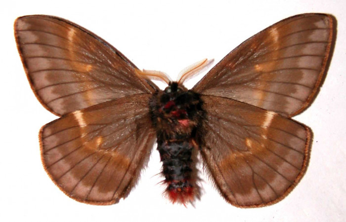 Fig. 13. Macho de <i>Paradirphia winifredae</i></i> (Saturniidae).  Vista ventral. Voucher: 01-SRNP-7828-DHJ35887.