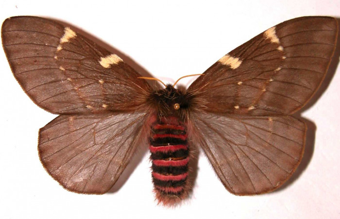 Fig. 14. Hembra de <i>Paradirphia winifredae</i></i> (Saturniidae).  Vista dorsal. Voucher: 01-SRNP-7834-DHJ35884.