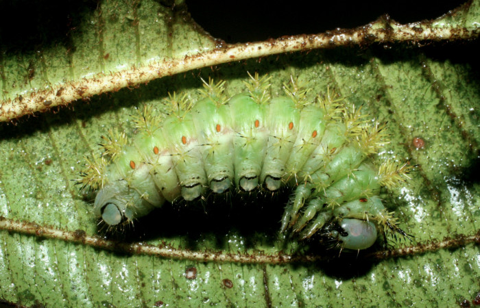 Fig. 7. Prepupa vista lateral de <i>Paradirphia winifredae</i></i> (Saturniidae) comiendo <i>Blakea chlorantha</i></i> (Melastomataceae). Voucher: 09-SRNP-38816-DHJ468243.