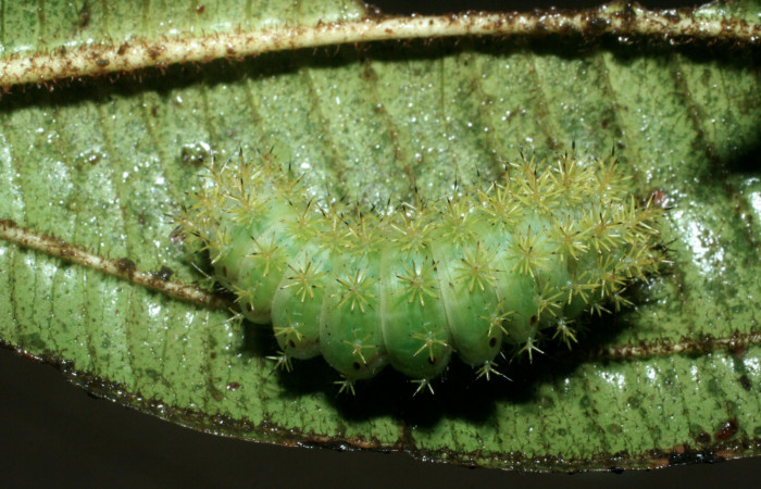 Fig. 8. Prepupa vista dorsal de <i>Paradirphia winifredae</i></i> (Saturniidae) comiendo <i>Blakea chlorantha</i></i> (Melastomataceae). Voucher: 09-SRNP-38816-DHJ468244.