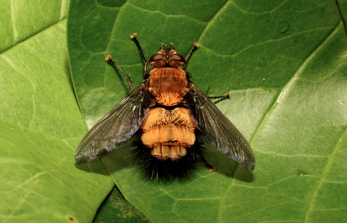 Fig. 11. Adulto <i>Rhachoepalpus uniformis</i></i> (Tachinidae), mosca parásita en  <i>Paradirphia winifredae</i></i> (Saturniidae). Voucher: 18-SRNP-35772-DHJ769706.