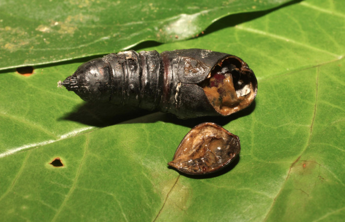Fig. 10. Detalle de pupa de larva de <i>Paradirphia winifredae</i></i> (Saturniidae), con pupario parásito de <i>Rhachoepalpus uniformis</i></i> (Tachinidae), Voucher: 18-SRNP-35772-DHJ769709.
