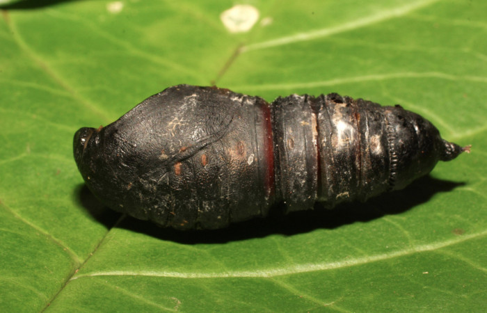 Fig. 9. Pupa de <i>Paradirphia winifredae</i></i> (Saturniidae). Voucher: 18-SRNP-35772-DHJ769710.