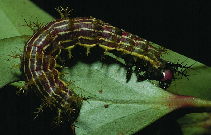 Fig. 1. Larva de <i>Paradirphia winifredae</i></i> (Saturniidae) comiendo <i>Blakea chlorantha</i></i> (Melastomataceae). Voucher: 87-SRNP-893-DHJ10174.