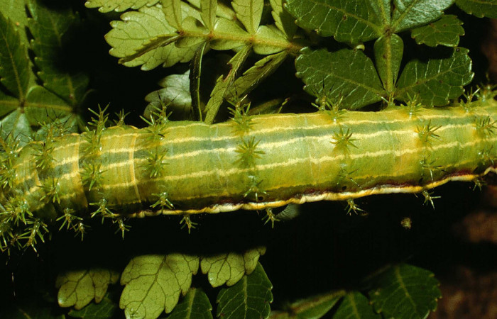 Fig. 2. Larva de <i>Paradirphia winifredae</i></i> (Saturniidae) comiendo <i>Weinmannia pinnata</i></i> (Cunoniaceae). Voucher: 98-SRNP-3822-DHJ44963.