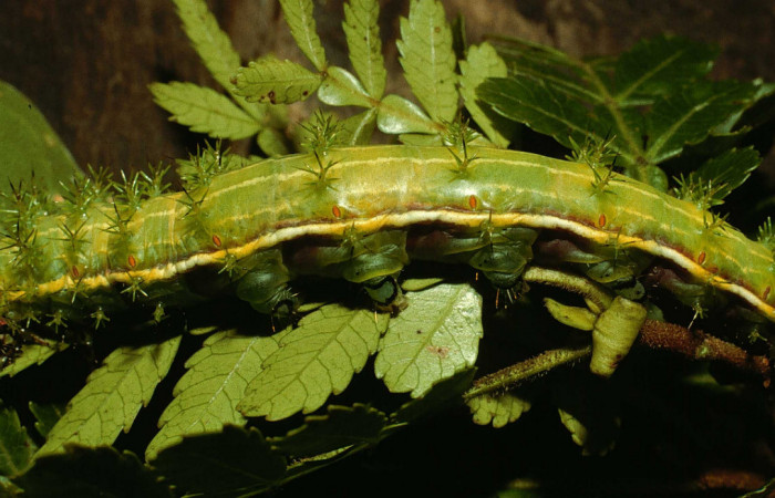 Fig. 3. Larva de <i>Paradirphia winifredae</i></i> (Saturniidae) comiendo <i>Weinmannia pinnata</i></i> (Cunoniaceae). Voucher: 98-SRNP-3822-DHJ44965.