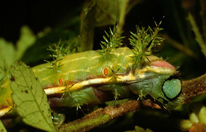 Fig. 6. Detalle propatas larva <i>Paradirphia winifredae</i></i> (Saturniidae) comiendo <i>Weinmannia pinnata</i></i> (Cunoniaceae). Voucher: 98-SRNP-3822-DHJ44968.