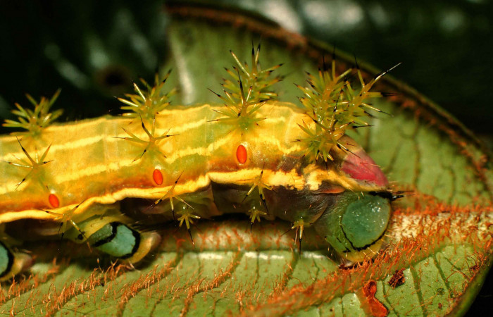 Fig. 5. Detalle propatas larva <i>Paradirphia winifredae</i></i> (Saturniidae) comiendo <i>Blakea chlorantha</i></i> (Melastomataceae). Voucher: 99-SRNP-1835-DHJ50660.