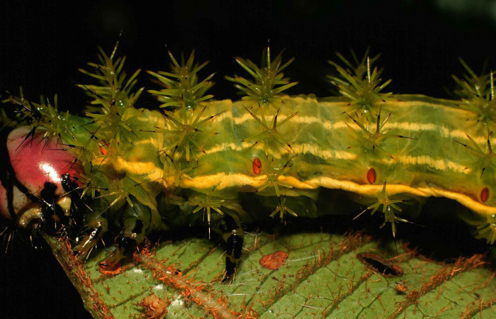 Fig. 4. Detalle de cabeza en larva <i>Paradirphia winifredae</i></i> (Saturniidae) comiendo <i>Blakea chlorantha</i></i> (Melastomataceae). Voucher: 99-SRNP-1835-DHJ50673.