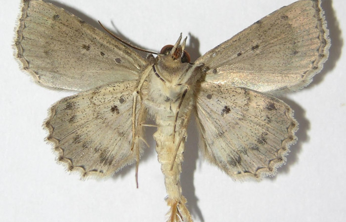 Fig.10.  Adulto <i>Antiblemma</i></i> Poole26  ventral  macho
Voucher: 09-SRNP-76425-DHJ522027.jpg